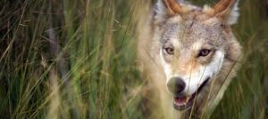 L’uomo e la natura: la favola antica di Jean Jacques Annaud