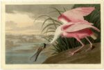 John James Audubon 1785 1851 Roseate Spoonbill from. The Birds of America London 1827 1838 Hitnes, artista ed esploratore. Dall'amore per la natura ai grandi murales urbani: viaggio on the road studiando gli uccelli d'America...