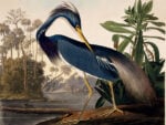 John James Audubons Louisiana Heron illustration Hitnes, artista ed esploratore. Dall'amore per la natura ai grandi murales urbani: viaggio on the road studiando gli uccelli d'America...
