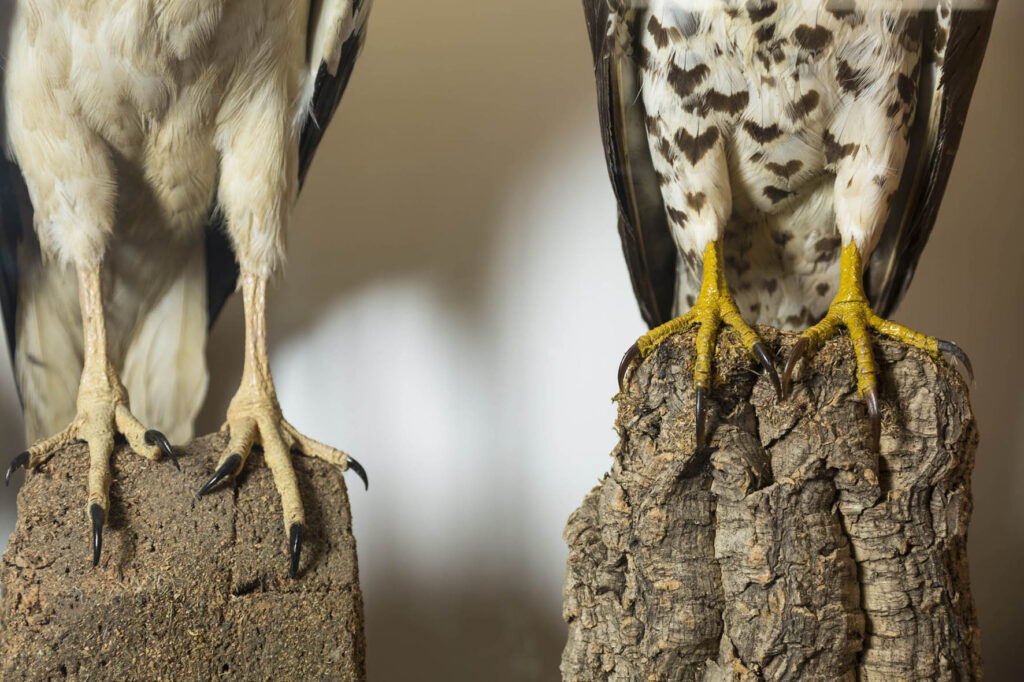 Naturalia/artificialia. Ovvero ispirare la natura nel palermitano