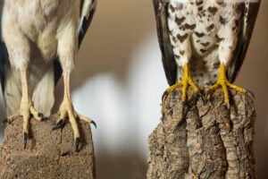 Naturalia/artificialia. Ovvero ispirare la natura nel palermitano