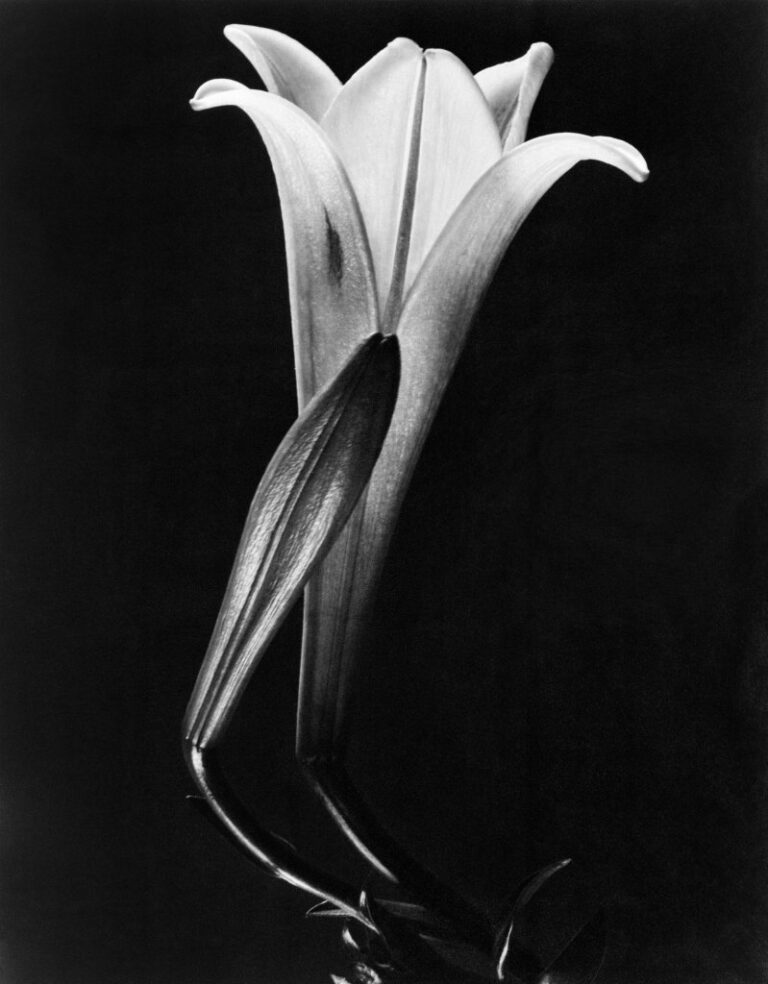 Tina Modotti, Gigli, Messico, 1925