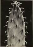 Aenne Biermann Cactus 1928 Museum Folkwang Essen Immagini dall'opening della grande mostra sulla Nuova Oggettività, al Museo Correr. A Venezia spira già aria di Biennale