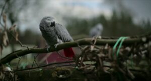 Domenico Mangano, “Birds Singing, Sandy Ground”. Appunti sulla malattia mentale