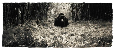 Zana Briski, Gorilla