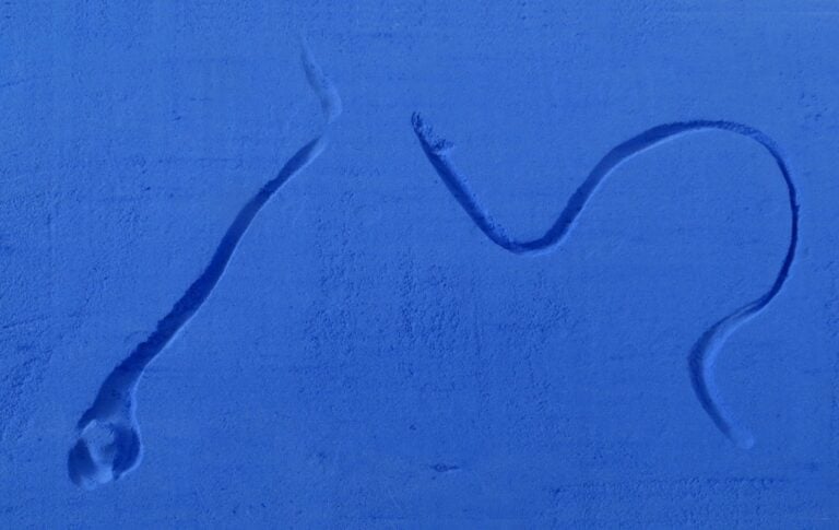 Maria Giovanna Drago, Untitled blue pigment sketch n° 4, 2015 - pigmento blu oltremare scuro, dimensione variabile