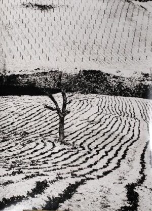 Mario Giacomelli e Mario Vespasiani. Un confronto marchigiano