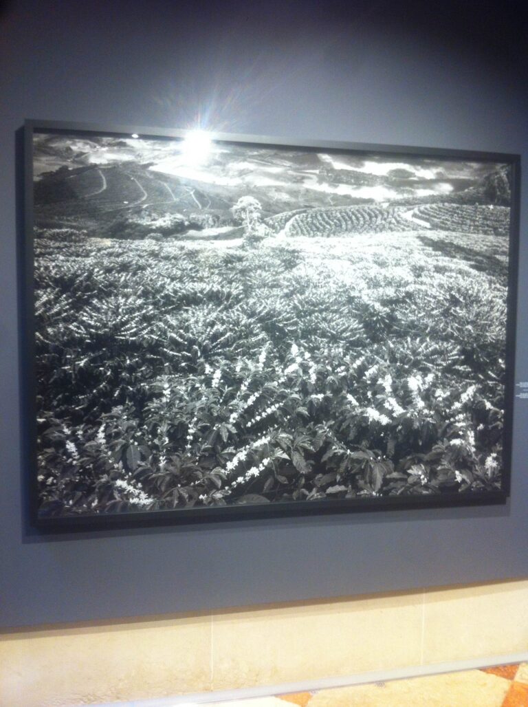 Sebastiao Salgado Fondazione Bevilacuqa La Masa Venezia 1 Venezia Updates: il senso di Sebastiao Salgado per il caffè. Alla Fondazione Bevilacqua La Masa la mostra che mette a nudo le condizioni di lavoro nelle piantagioni, ecco le immagini