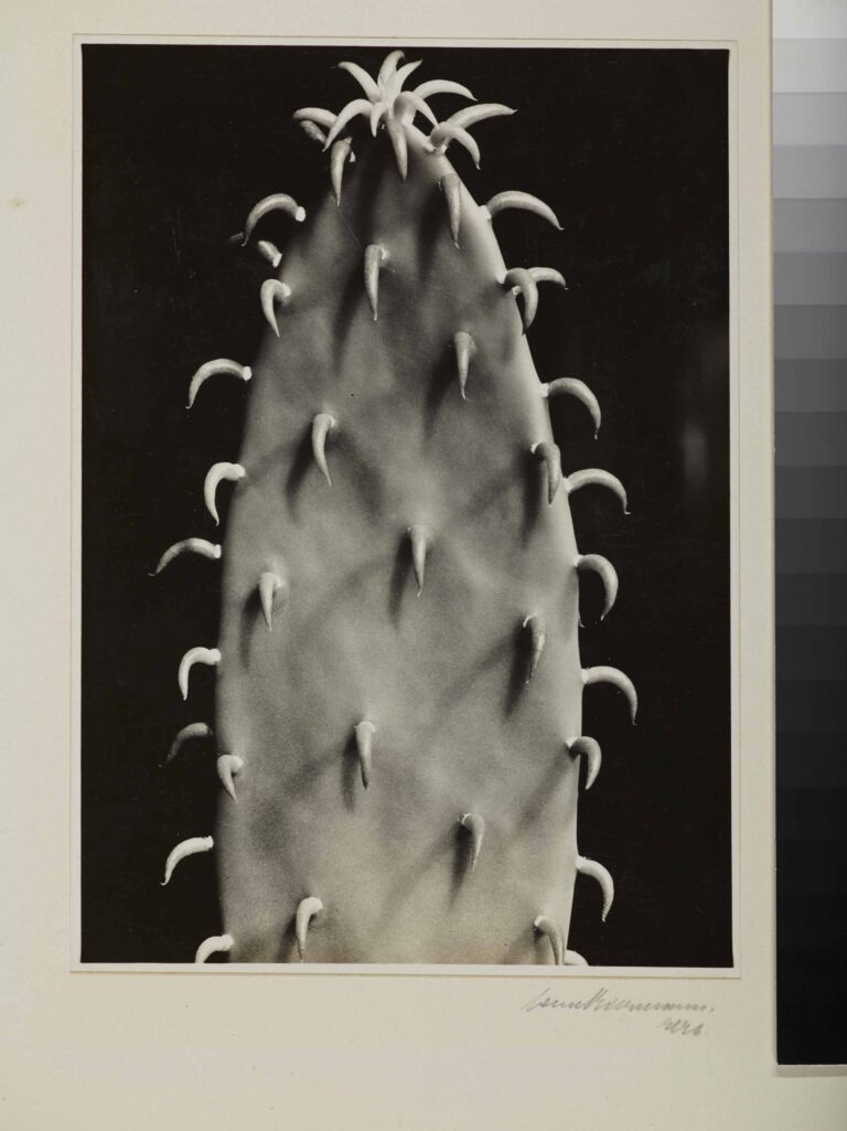 Aenne Biermann, Cactus, 1928 - Museum Folkwang, Essen