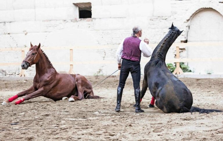 Giovanni Lindo Ferretti, L'opera equestre-Saga IV. Il canto dei canti - photo Andrea Grassi