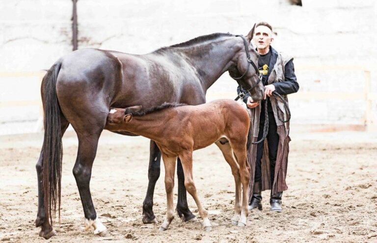 Giovanni Lindo Ferretti, L'opera equestre-Saga IV. Il canto dei canti - photo Andrea Grassi