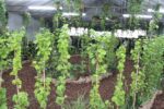 La vigna in giardino A Milano, il vigneto è in garage. Un allestimento green per scoprire l'antica tradizione italiana della viticoltura