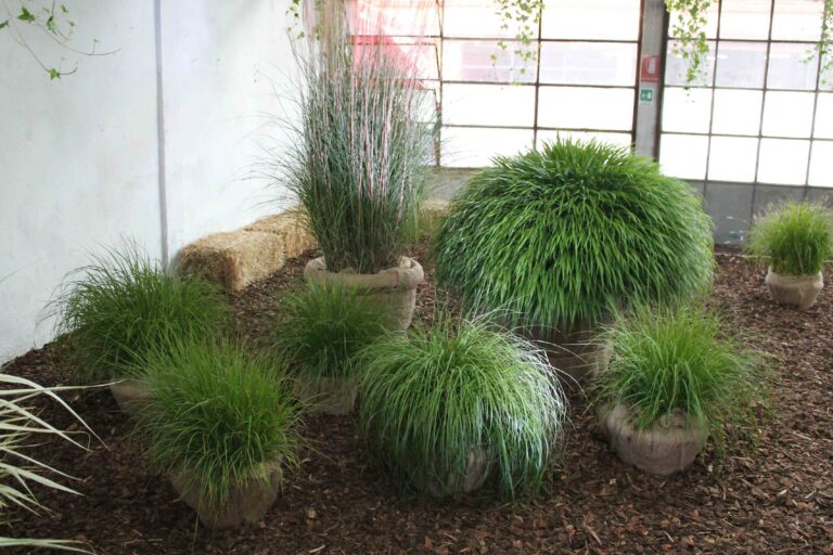 La vigna in giardino 2 A Milano, il vigneto è in garage. Un allestimento green per scoprire l'antica tradizione italiana della viticoltura