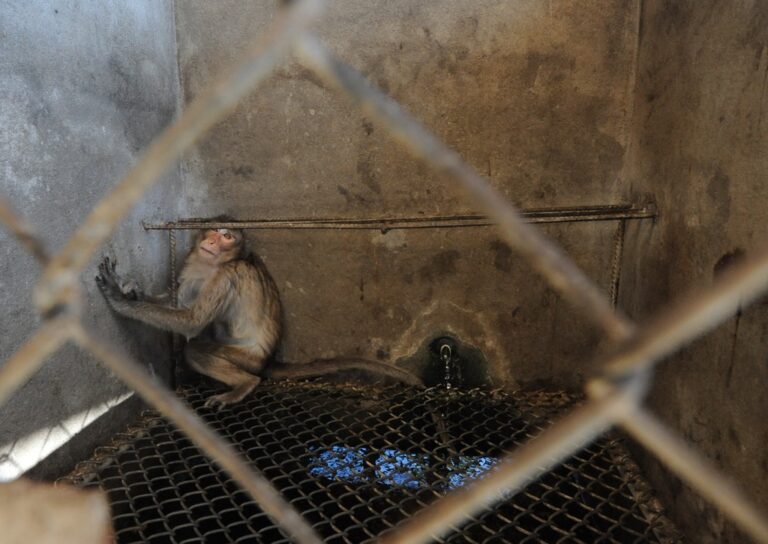 Jo-Anne McArthur, Breeding Facility in Laos, 2011