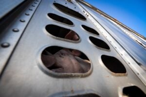 Fotografare per educare. We Animals di Jo-Anne McArthur