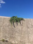 Il Grande Cretto di Gibellina dettagli 3 e1440317287293 Burriana / 5. Viaggio in Italia sulle tracce di Alberto Burri. Arrivo al Grande Cretto, sorto in Sicilia sulle rovine di Gibellina