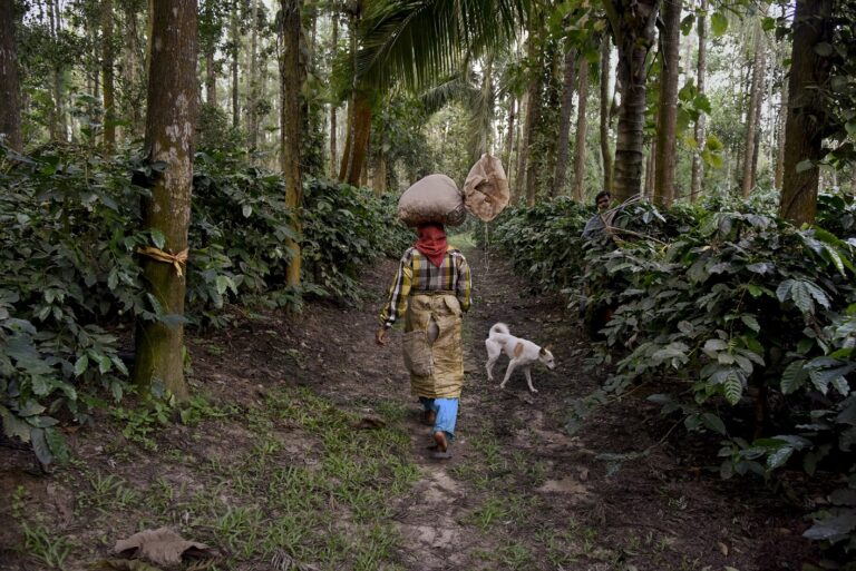 Steve McCurry, A farmer carries a sack of coffee beans on her head, Karnataka, India, 2014
