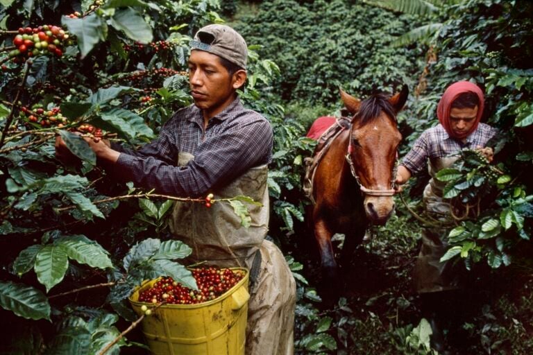 Steve McCurry, Plantation workers harvest coffee cherries, La Esperanza, Colombia, 2005