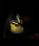 CJ Taylor Stll life with pear and bushfly 2012 Courtesy Galleria Marcolini Forlì ArtVerona 2015. Ecco le opere comprate dal Fondo Acquisizioni della Fondazione Domus. Ed i finalisti del concorso Icona