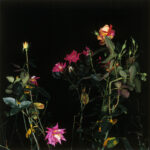 Sarah Jones, The rose gardens (orange), 2002 - copyright l'artista