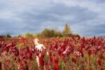 Ryan McGinley, Crimson & Clover, 2015 - Courtesy l’artista e Team Gallery