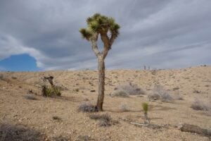 Ubiquity Land. Residenze d’artista nel deserto