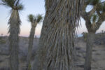 Ubiquity Land - Joshua Tree