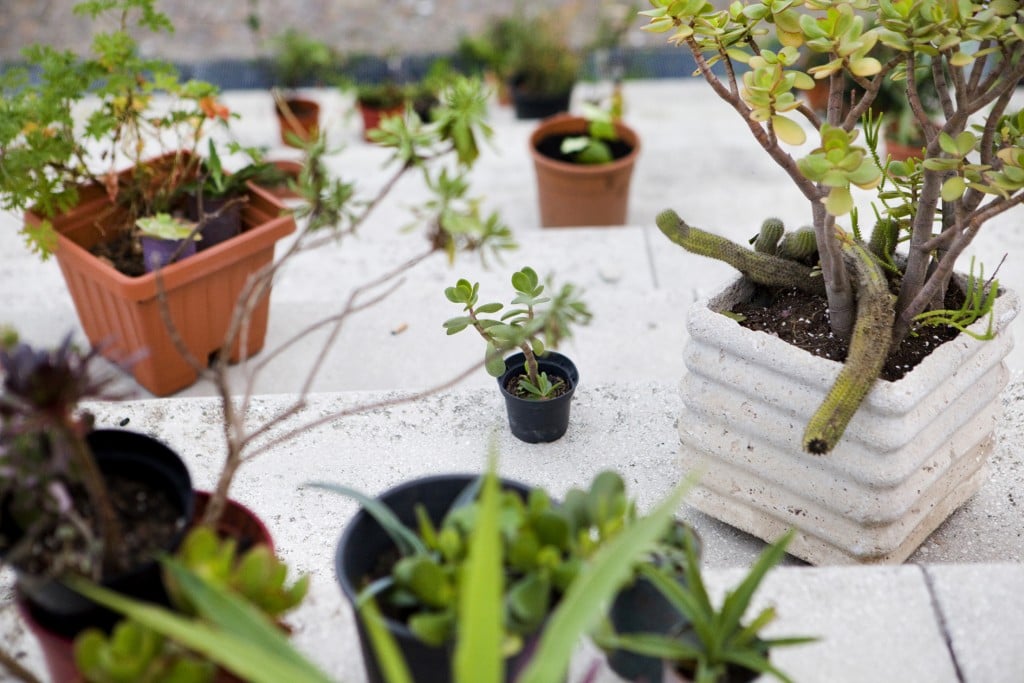 L’Albergo delle Piante a Corviale. Artisti, giardinieri e visionari