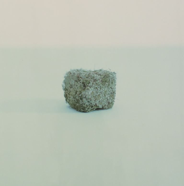 Christian Martinelli dalla serie StillLife dettaglio 2016 A Merano inaugura 00A, nuovo spazio dedicato alla fotografia. In anteprima le immagini della galleria con i calchi proteiformi di Christian Martinelli