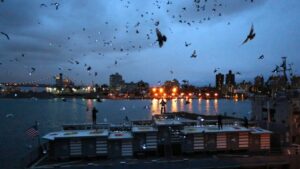 La danza dei piccioni di Duke Riley. A New York il cielo si illumina in una performance tecno-animalista. Ecco foto e video