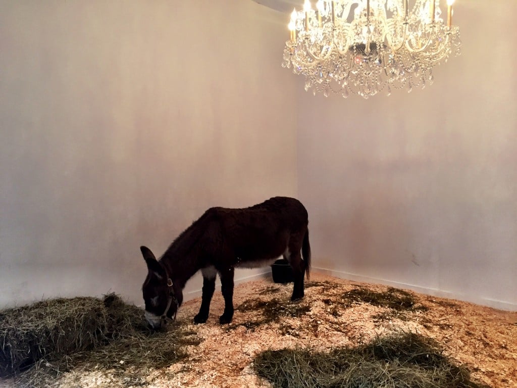 New York Updates: Maurizio Cattelan mette in mostra un asino vivo ed è subito polemica. Si infiammano gli animi degli animalisti