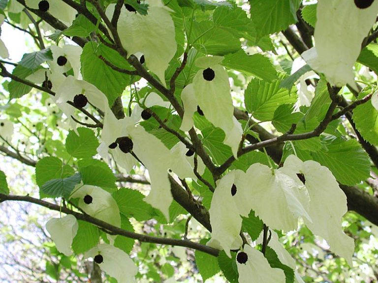 LAlbero dei Fazzoletti Il vivaio di Gea Casolaro, nella valle dell’amianto. L’artista vince il bando di Casale Monferrato per il Parco Eternot