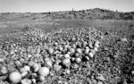 Santu Mofokeng, Undersized, stunted-in-growth and rotting melon dumped in the veld outside Kroonstad, Free State, 2007 - dalla serie Climate Change - © The Santu Mofokeng Foundation - Images courtesy Lunetta Bartz, MAKER, Johannesburg