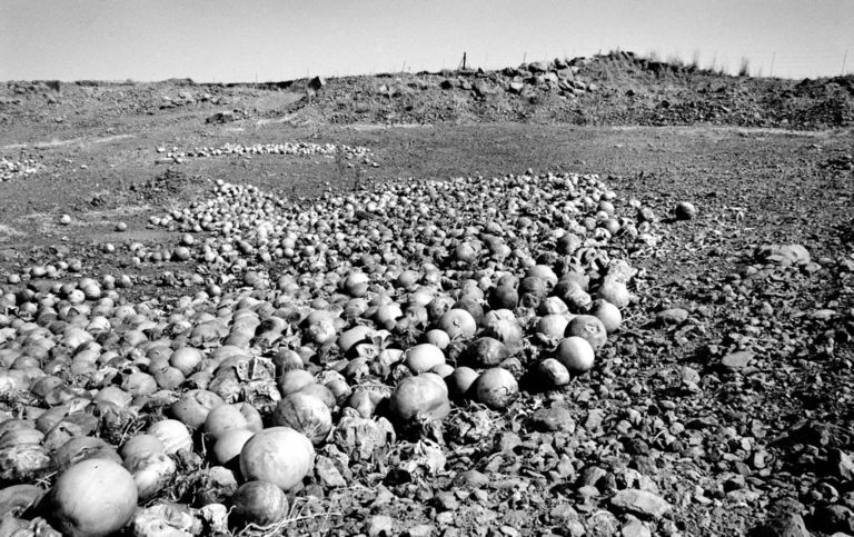 Santu Mofokeng, Undersized, stunted-in-growth and rotting melon dumped in the veld outside Kroonstad, Free State, 2007 - dalla serie Climate Change - © The Santu Mofokeng Foundation - Images courtesy Lunetta Bartz, MAKER, Johannesburg