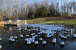 yayoi kusama narcissus garden3 Lo stagno di Narciso. Un'installazione monumentale di Yayoi Kusama invade il giardino della Glass House nel Connecticut