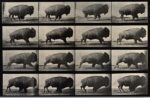 Eadweard Muybridge, A buffalo walking, 1887, 23 x 35 cm, Wellcome Library di Londra