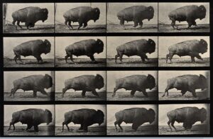 Fotografia in movimento. Eadweard Muybridge a Milano