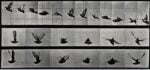 Eadweard Muybridge, A cockatoo flying, 1887 - Wellcome Library, Londra