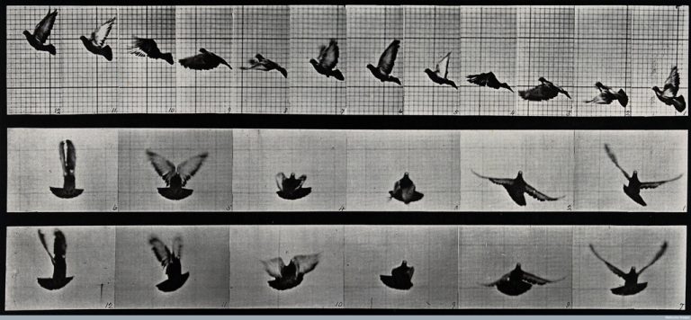 Eadweard Muybridge, A cockatoo flying, 1887 - Wellcome Library, Londra