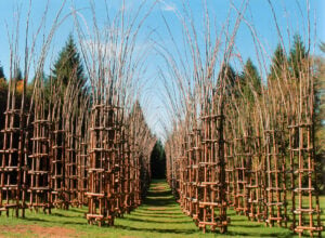 Una Cattedrale costruita con 108 alberi. Da Lodi immagini del progetto postumo di Giuliano Mauri