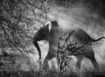 salgado elephant Lubiana punta sulla fotografia. Ecco tutte le iniziative dell'estate