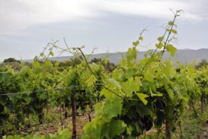 Etna rêverie: residenza d’artista in Sicilia, in una casa vinicola sulle pendici del vulcano