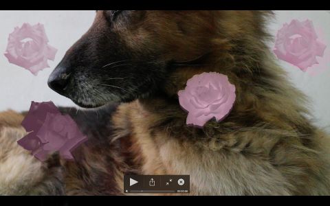 Giada Carnevale, Goodbye Rose, still da video, 2015