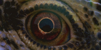Terrence Malick, Voyage of Time