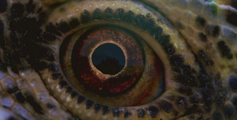 Terrence Malick, Voyage of Time