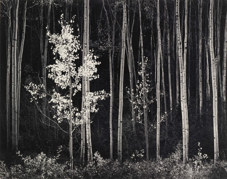 Ansel Adams, Aspens, Northeran, New Mexico, 1958 - Courtesy by Photographica FineArt Gallery, Lugano