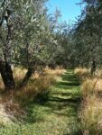 Antiche vie degli uliveti nei pressi del Lago di Garda - photo Claudia Zanfi