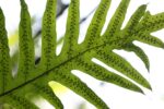 Marina Cavadini, Climbing Bird's Nest Fern : Microsorum punctatum Polypodiaceae, 2016