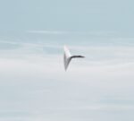 Andrea Galvani, Llevando una pepita de oro a la velocidad del sonido #5