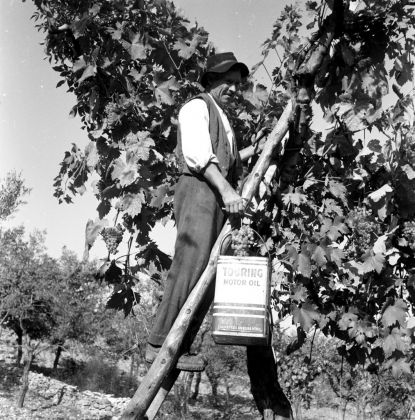 Georgina Masson, Grape-gathering, Soriano nel Cimino, 1950–65 - Photographic Archive, American Academy in Rome